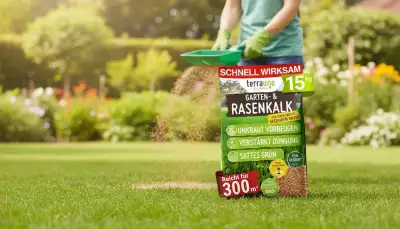 Gesunder Rasen: Rasenkalk richtig anwenden