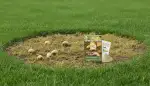 Engerlinge im Rasen erfolgreich bekämpfen