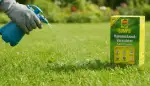 Kriechendes Unkraut im Rasen: Bilder & Bekämpfung