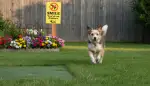 Rasen schützen: Hundeurin-Flecken vermeiden