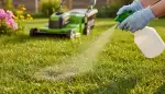 Rasenpilz bekämpfen: So wird Ihr Rasen wieder grün