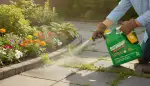 Unkraut im Garten: Effektive Bekämpfung