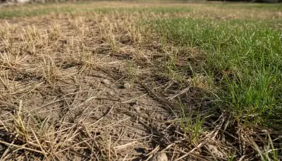 Bodenmüdigkeit im Rasen: So gelingt die Regeneration